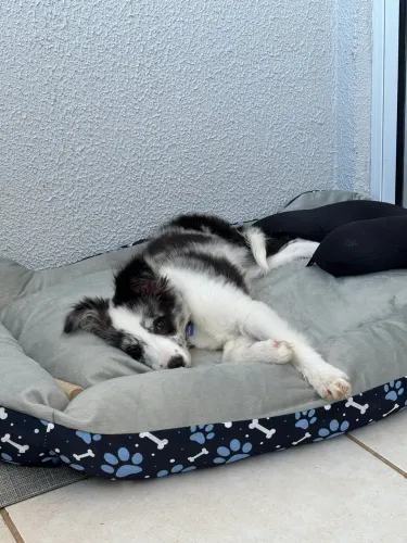 Border collie femea 4 meses
