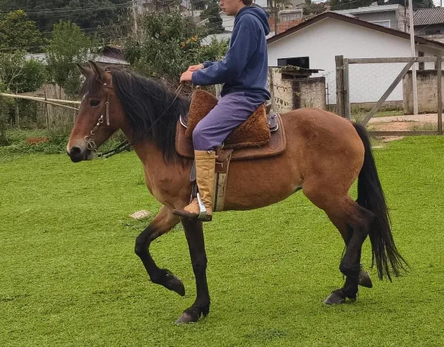 Égua bem linda 