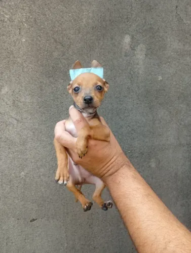 Pinscher Zero bem cuidado