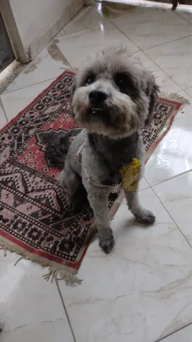 Cachorro porte médio para adoção