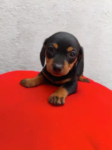 Dachshund: Conheça Filhotes para uma Nova Etapa da Sua Vida