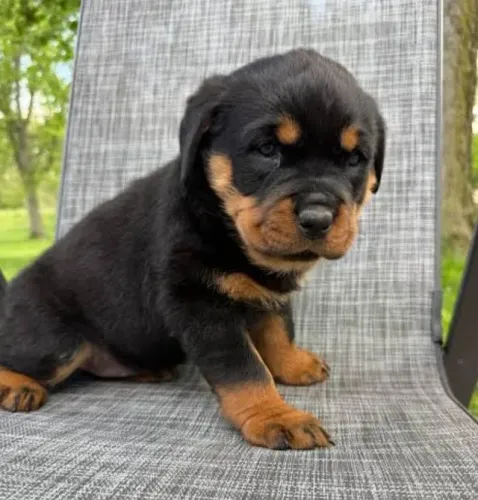 Rottweiler Filhotes Grandes Protetores. 