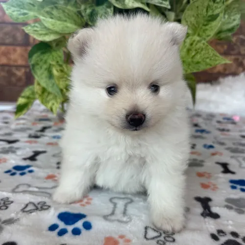 Lulu Da Pomerania