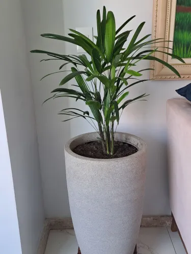 Planta RÁFIA natural.