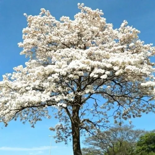 Mudas de Ipê Branco