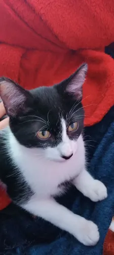 Doação de gato macho 
