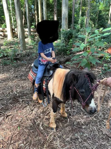 Mini Horse - Femea