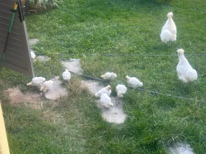 Pintinhos de Galinha Sedosa Japonesa