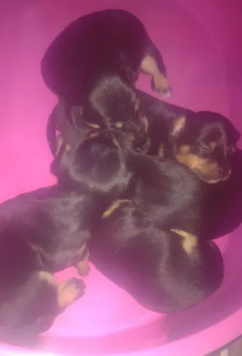 Cachorro pinscher tipo 2 