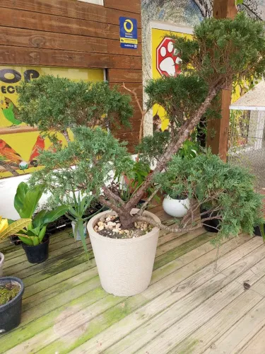 Bonsai Jacaré de 11 anos