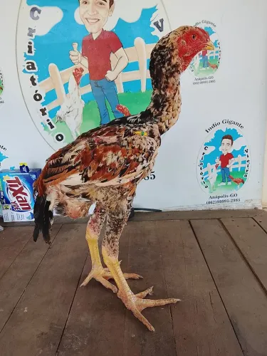 Índio gigante