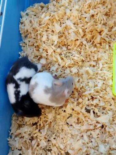 Hamster Sírio 