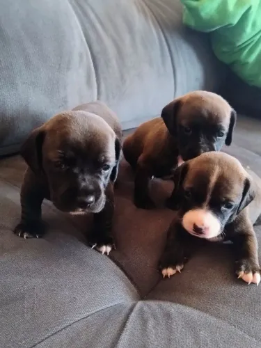 Filhotes de dachshund ( salsichinha)