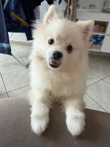 Spitz alemão