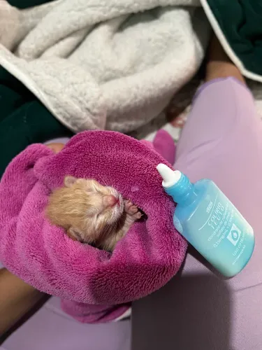 PROCURO POR GATA PARIDA 
