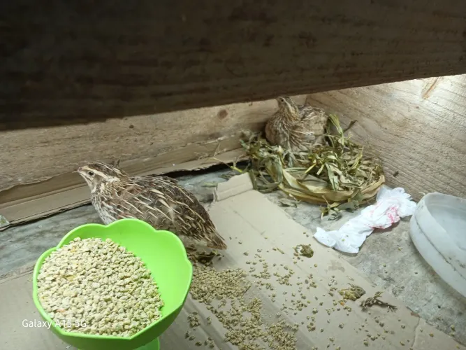 Pintinhos e codorna fassa ja sua ecomenda 