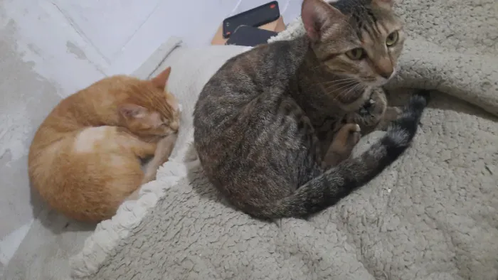 Gatos para adoção responsável
