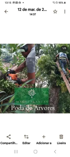 Corte e poda de árvores e coqueiros. 