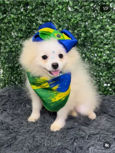 Lulu da pomerania 5 meses toda vacinas