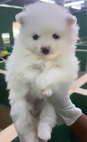 Filhote de Lulu da Pomerania Anão 