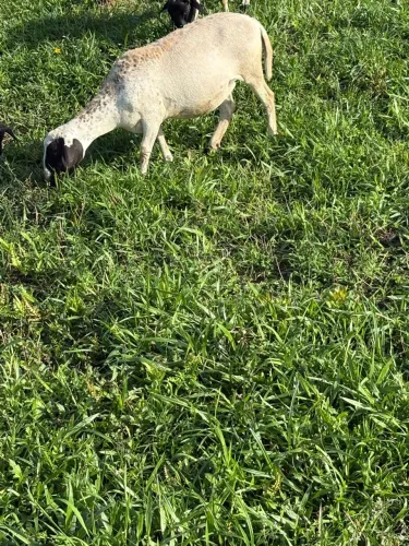 1 macho e 3 fêmeas (ovinos)