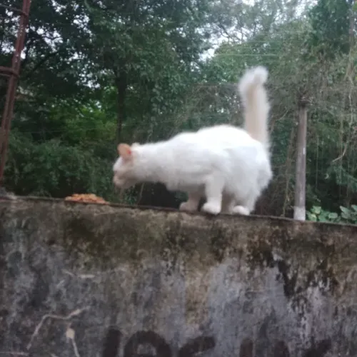 Doação d gato