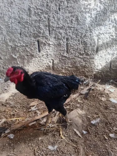 Frango caipira 