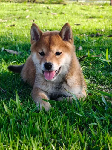 Shiba 
