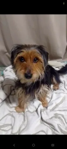 Cachorro 
