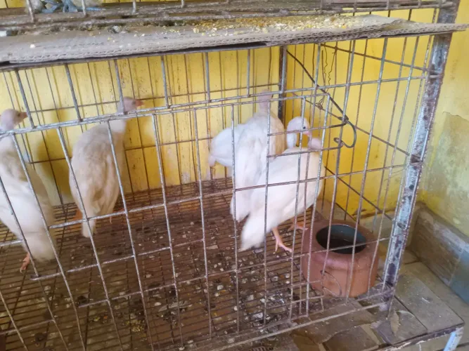 Guiné chinês apenas 60 reais com 3 meses