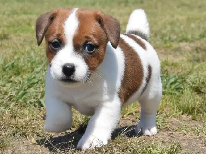 jack russel com garantia de vida