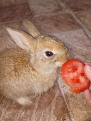 Vende se coelhos 