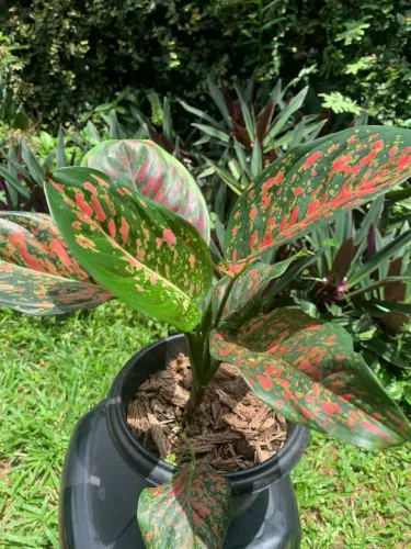 Planta