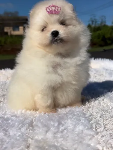 Lulu da Pomerania 