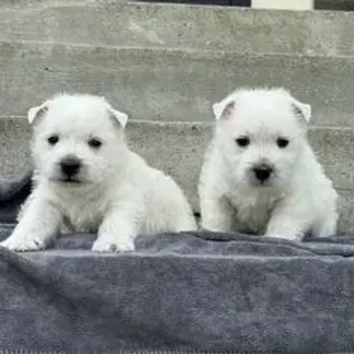 West Terrier Filhote Muito Brincalhão