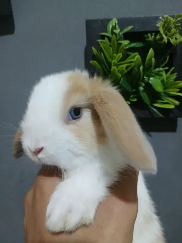 Coelhinho mini lop uruguaio de olho azul