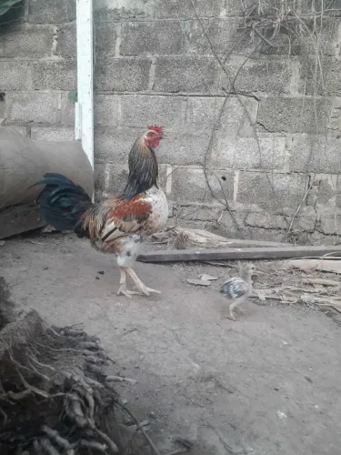 Galo Jovem de Plumagem Marcante Pedrês e Alta Genética de Postura - 8 Meses