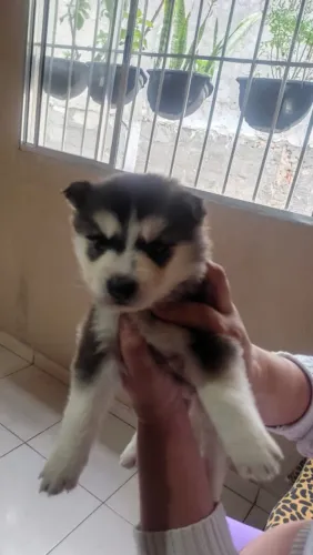Filhote husky siberiano, Seu coração vai escolher o seu favorito!