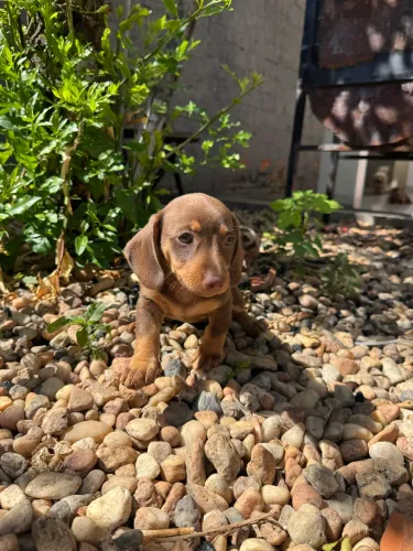 Filhote de dachshund (salsicha) chocolate marrom