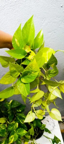 Planta Jiboia neon