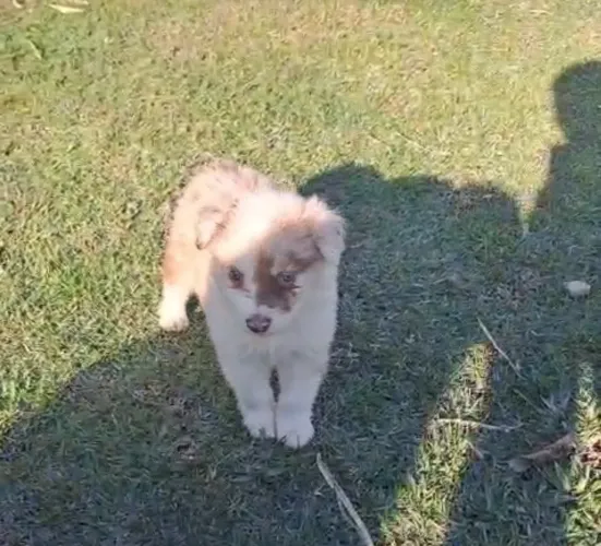 Filhote Border Collie