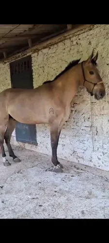 Cavalo campolina 