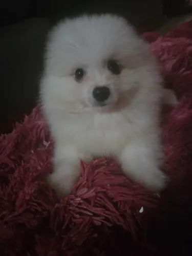 Spitz alemão