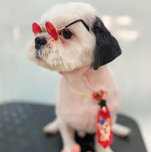 Vende-se Lhasa Apso - R$600