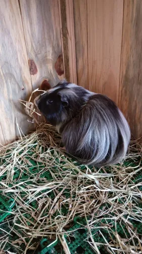 Porquinho da índia