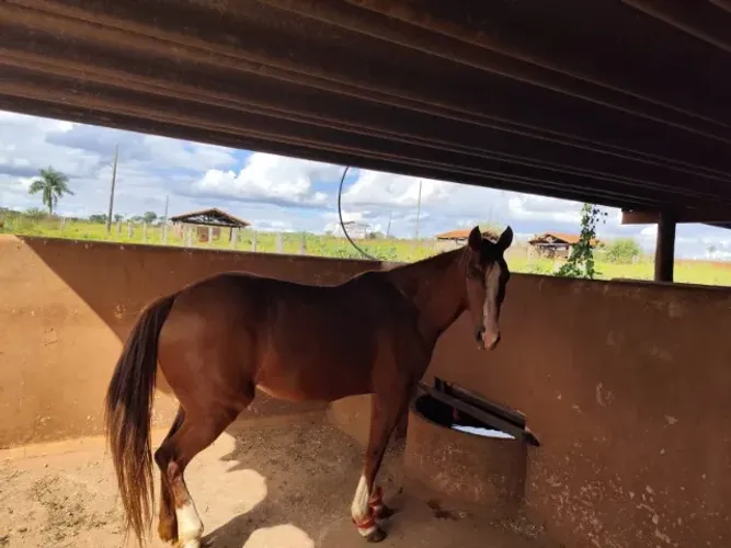 Hospedagem para cavalos