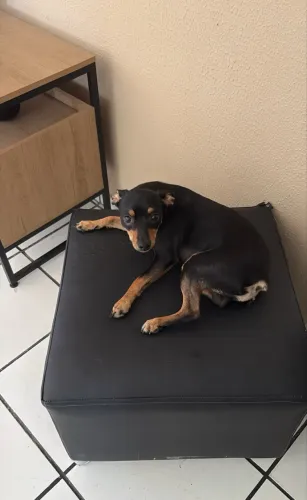 Cão Pincher