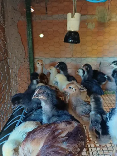 Pintinhos GSB COM Rhode island red