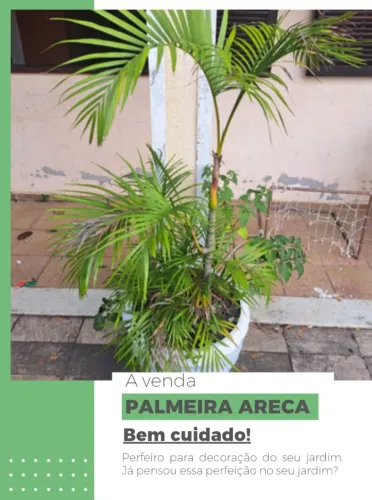 PLANTA PALMEIRA ARECA 