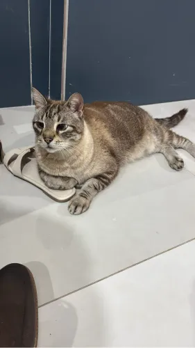 Doa-se gato macho castrado